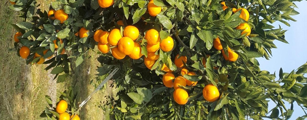Jeju Mermuri Yerye-dong Εξωτερικό φωτογραφία