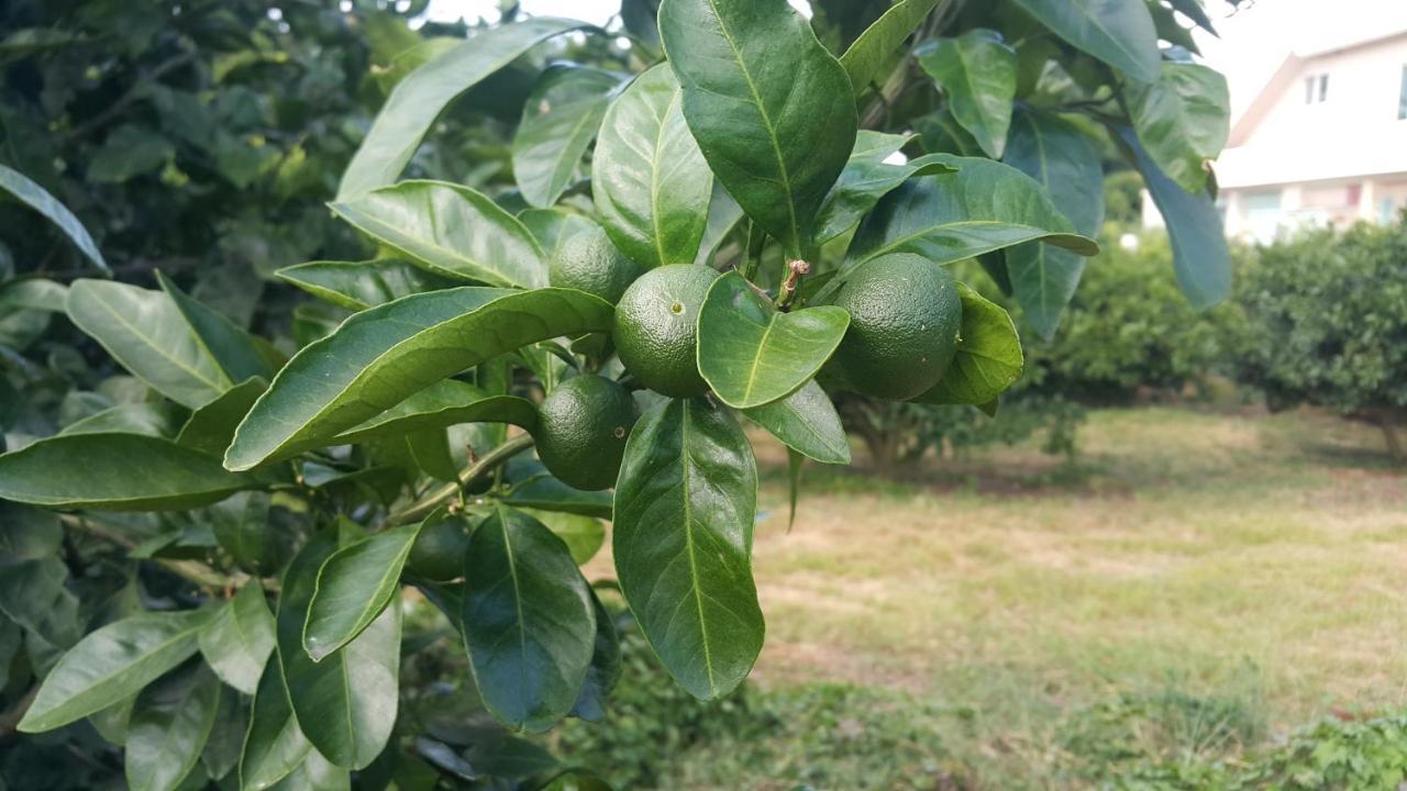 Jeju Mermuri Yerye-dong Εξωτερικό φωτογραφία